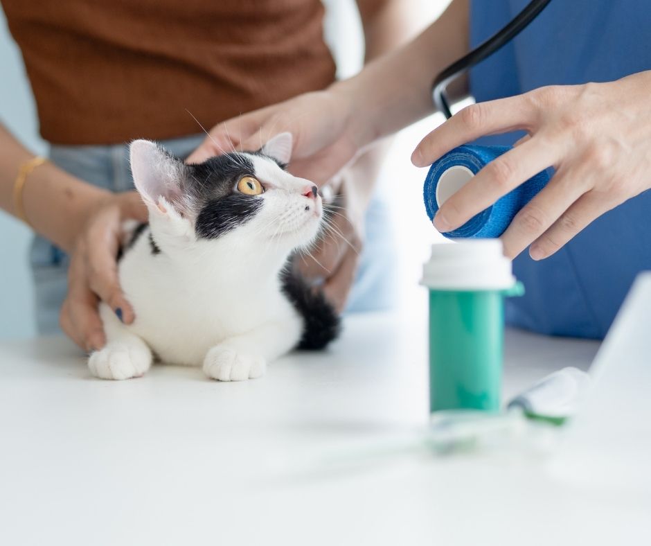 Veterinarian examining black and white cat with stethoscope during wellness checkup at independent animal hospital