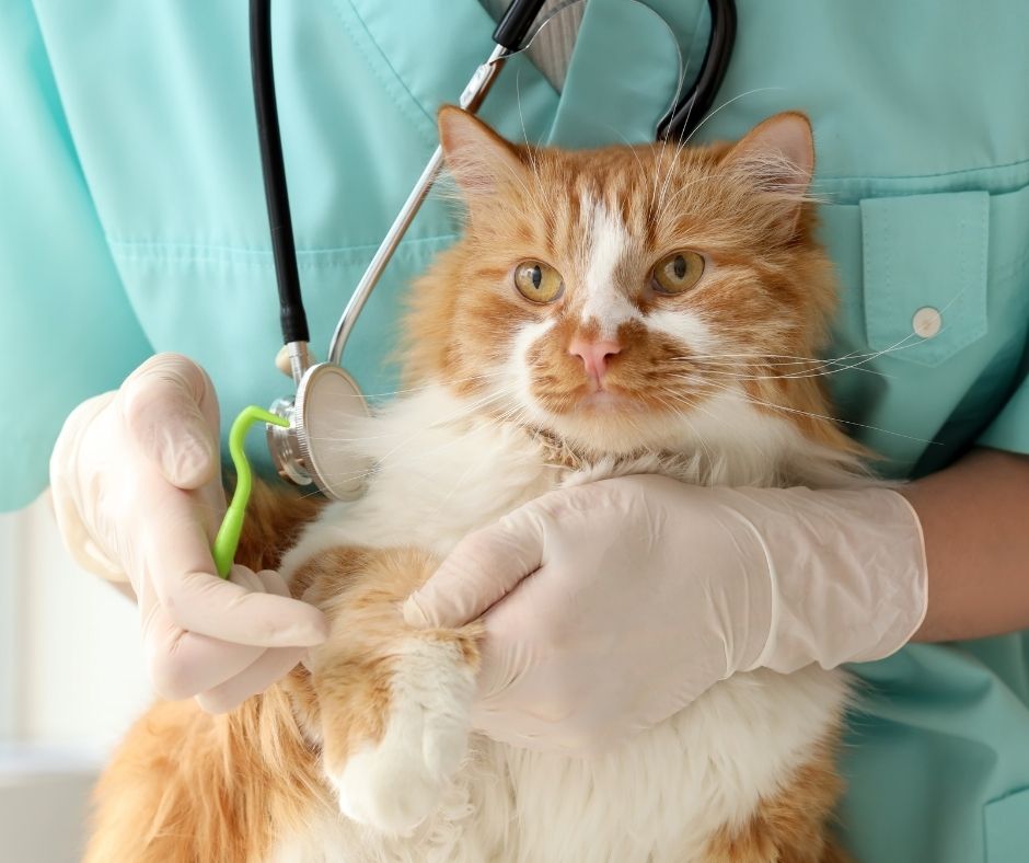 Veterinarian in gloved hands examining orange and white cat's paw with stethoscope during wellness checkup