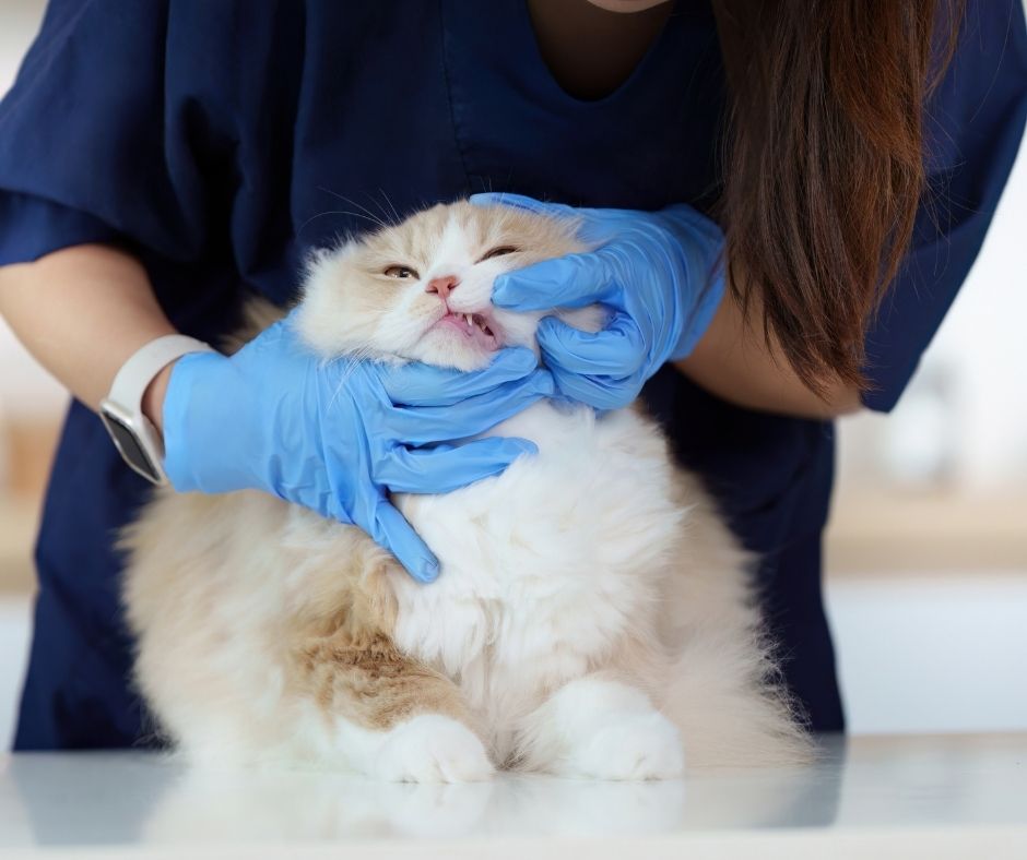 Veterinarian in blue gloves examining a white and tan cat's teeth and mouth during a dental wellness check