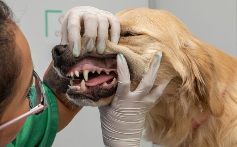 Veterinarian in gloved hands examining a golden retriever's teeth and mouth during a dental checkup at an animal hospital