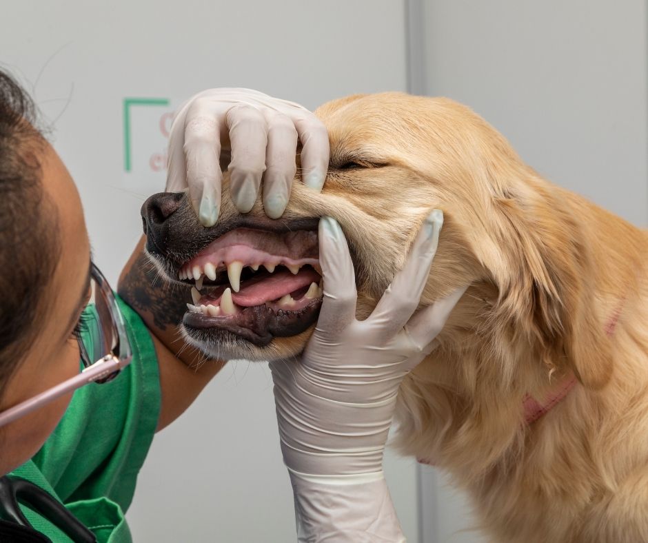 Veterinarian in gloved hands examining a golden retriever's teeth and mouth during a dental checkup at an animal hospital