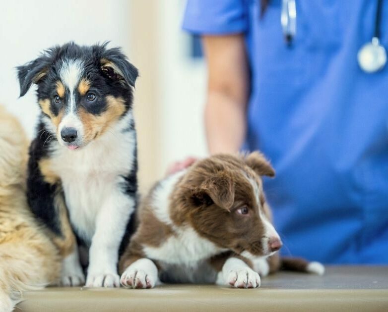 Two dogs sitting on an exam table with a veterinarian in blue scrubs during a wellness visit at a Centerville Ohio animal hospital