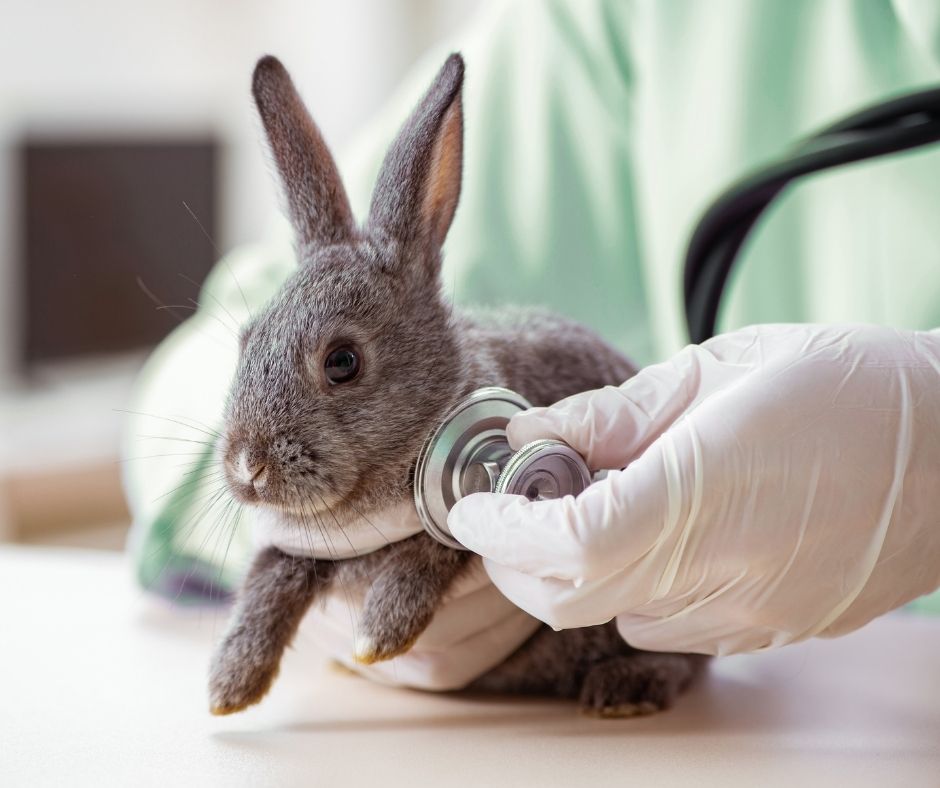 Veterinarian in white gloves using stethoscope to examine gray rabbit during wellness checkup at independent animal hospital