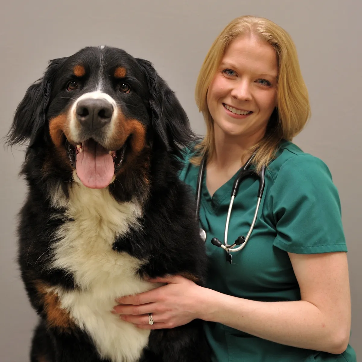 Veterinarian in green scrubs with stethoscope smiling alongside a black, white and tan Bernese Mountain Dog against gray background