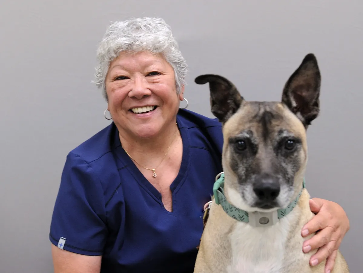 Smiling veterinarian in blue scrubs with tan and white dog wearing green collar in Centerville Ohio animal hospital setting