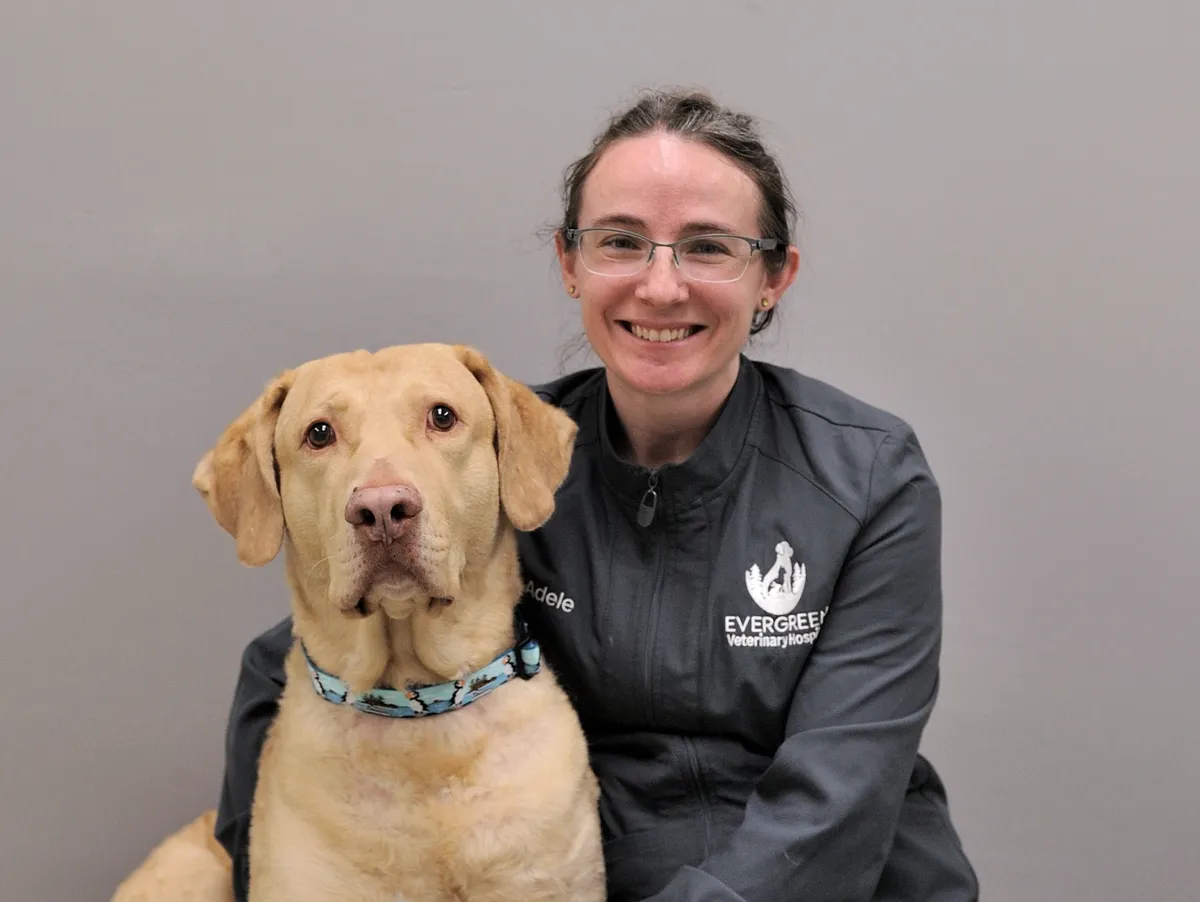 Woman veterinarian from Evergreen Veterinary Hospital smiling with yellow Labrador Retriever wearing blue collar against gray background