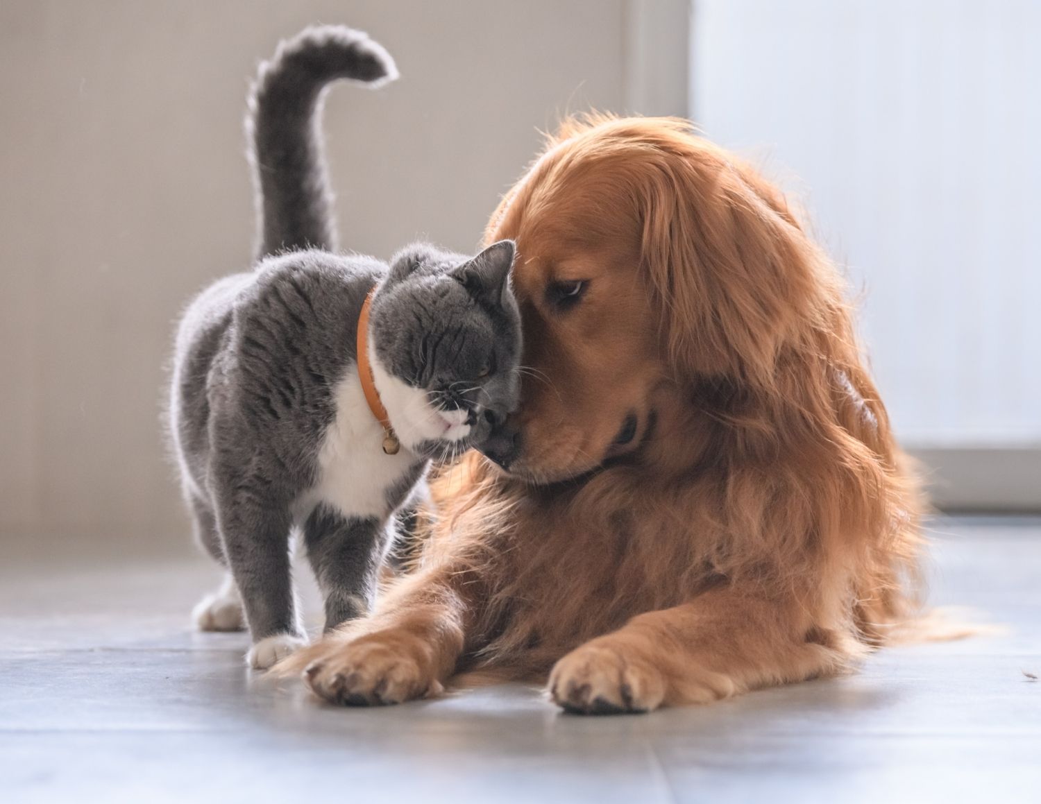 Golden retriever gently nuzzles a gray and white cat wearing an orange collar, showing affectionate interaction between dog and cat indoors