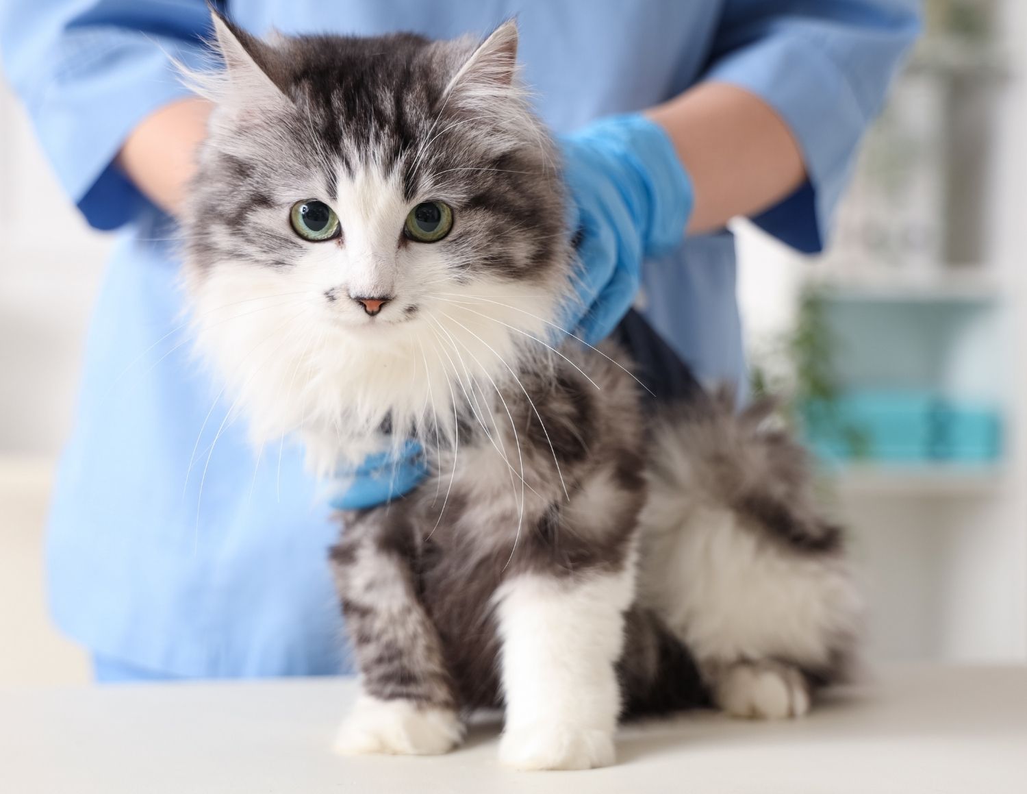 Gray and white tabby kitten held by veterinarian in blue scrubs during examination at animal hospital