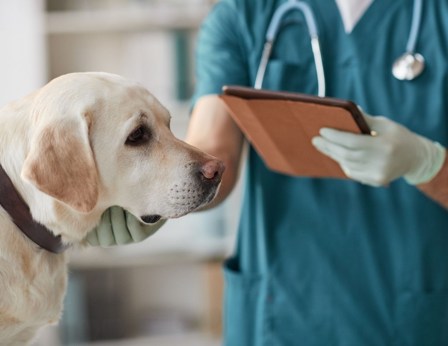 Veterinarian in teal scrubs reviewing medical records while examining a light-colored Labrador Retriever wearing a cone collar in a clinical setting