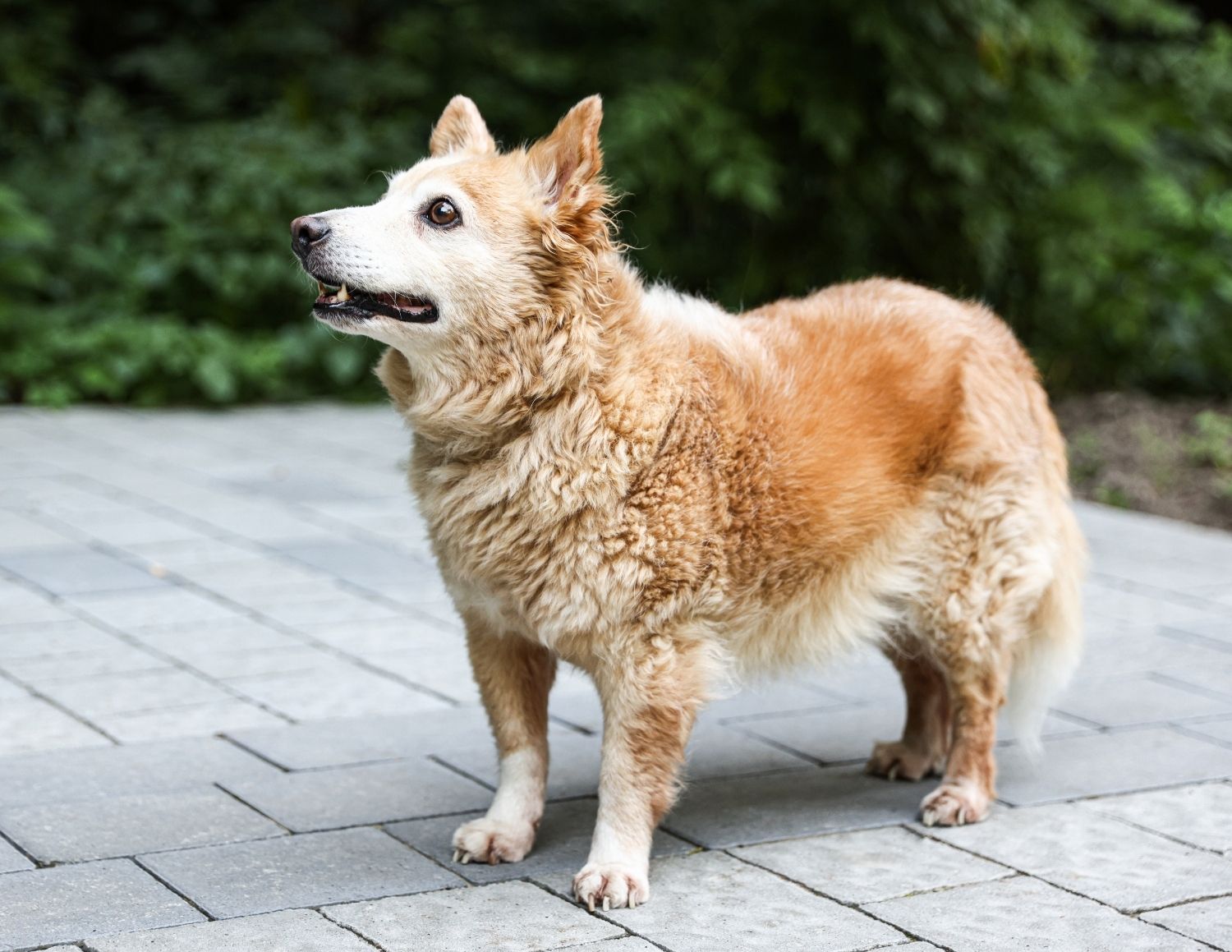 Senior tan and white Corgi standing on a patio with green foliage in background, displaying calm demeanor suitable for comprehensive pet wellness care
