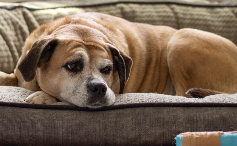 Brown and white dog lying on a gray couch looking down pensively, with a toy nearby on the floor
