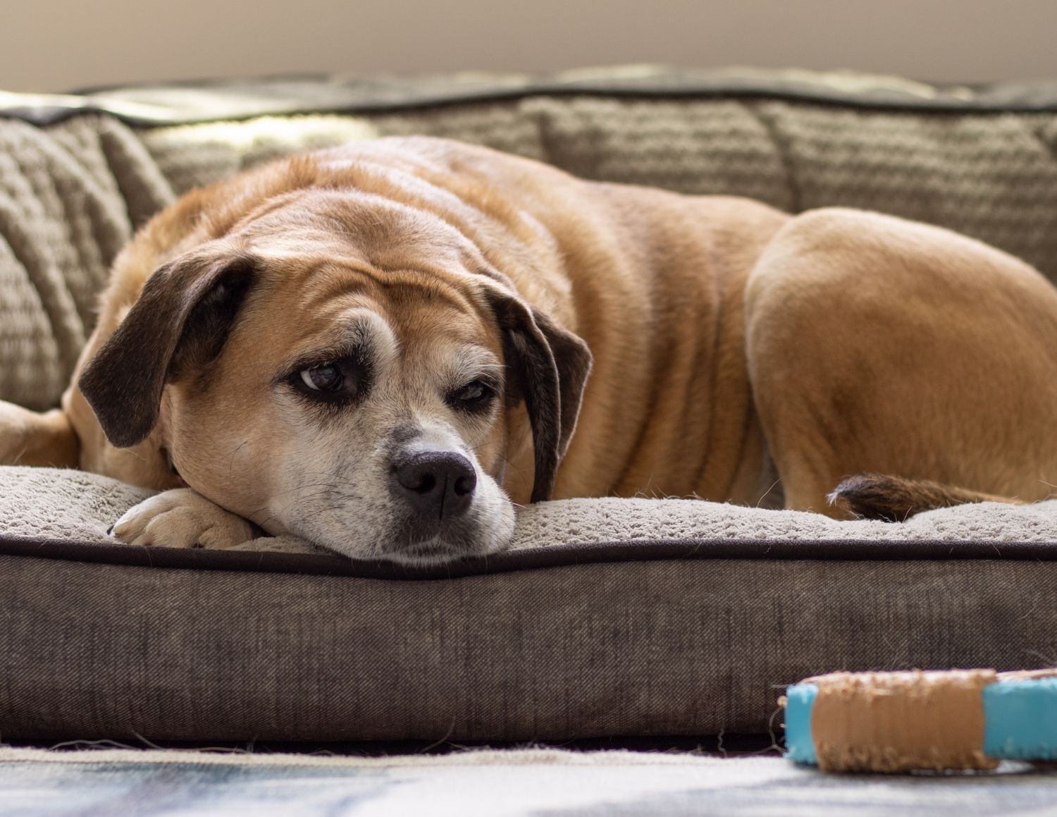 Brown and white dog lying on a gray couch looking down pensively, with a toy nearby on the floor