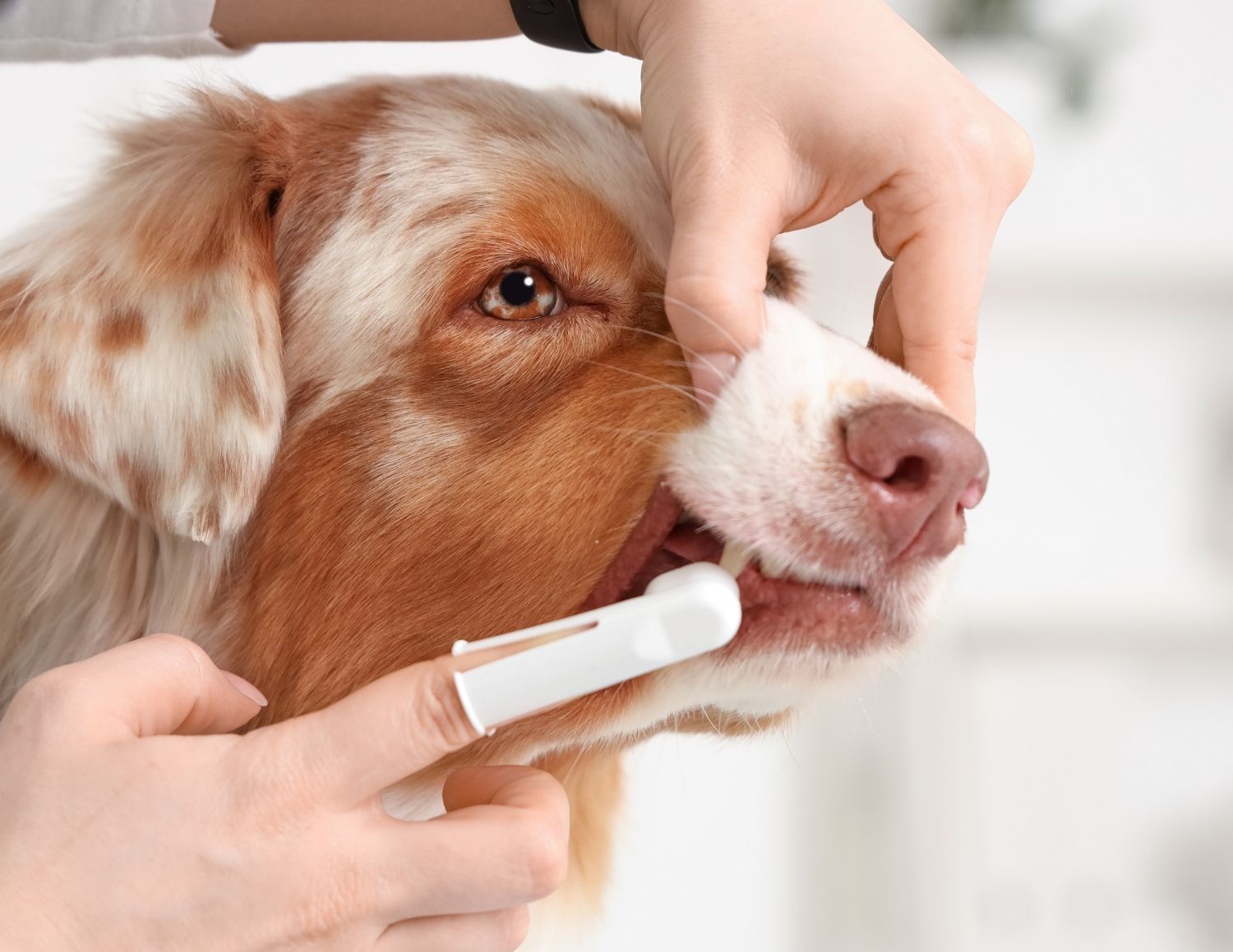 Person examining brown and white dog's mouth with dental swab during veterinary examination, demonstrating compassionate pet care and wellness checkup