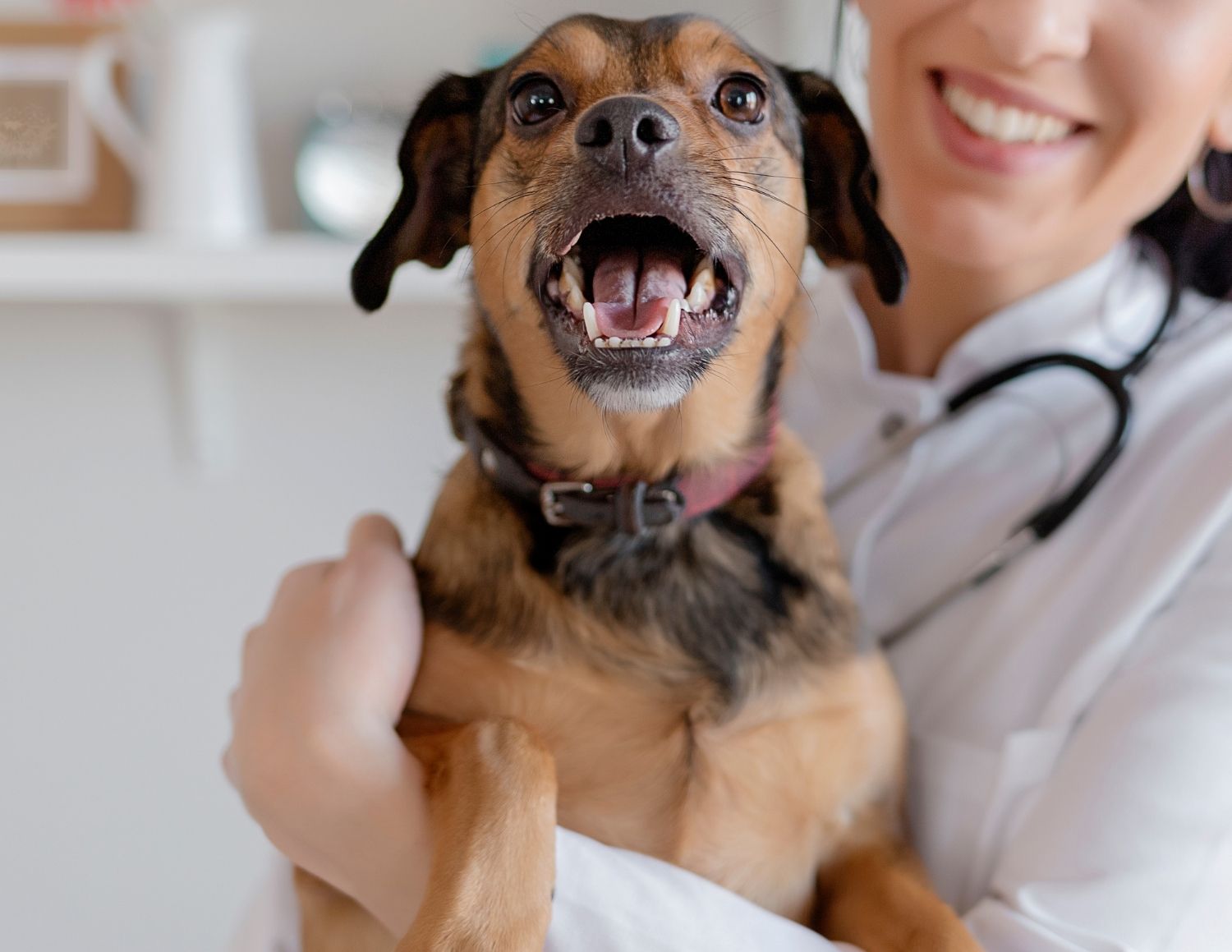 Smiling veterinarian holding excited brown dog at independent animal hospital in Centerville Ohio, demonstrating compassionate pet care and trust-based relationship with patient