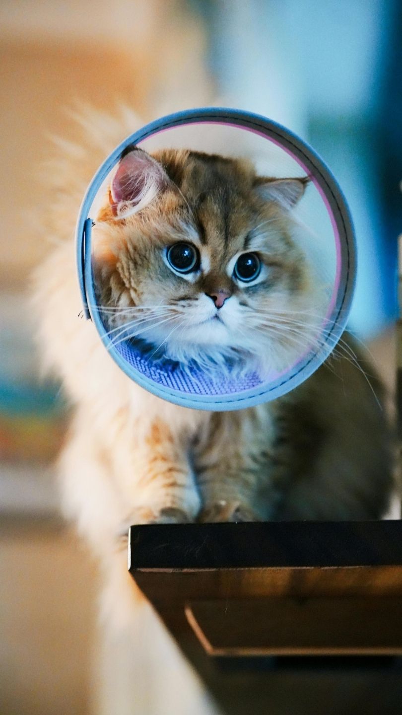 Fluffy tabby cat with wide eyes peering through a blue cone collar, depicting veterinary care and pet wellness