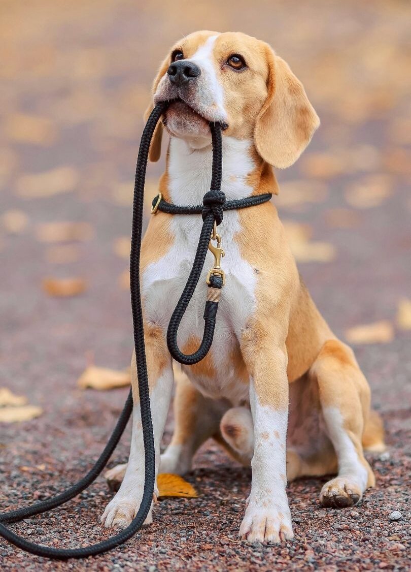 Yellow and white Beagle sitting attentively on pavement while holding a black leash in its mouth, looking upward with a focused expression