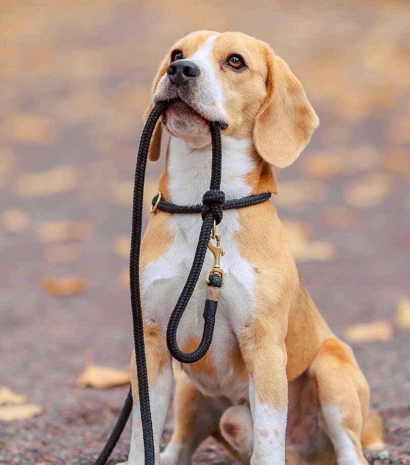 Yellow and white Beagle sitting attentively on pavement while holding a black leash in its mouth, looking upward with a focused expression