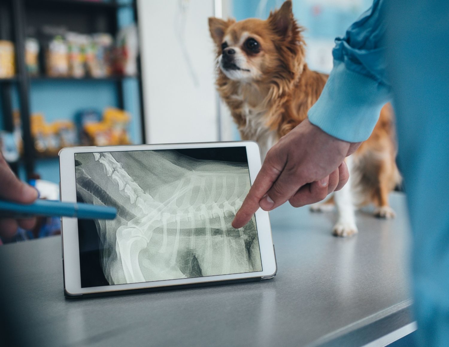 Veterinarian in blue scrubs examining X-ray of small dog's spine on tablet at animal hospital exam table with brown Chihuahua in background
