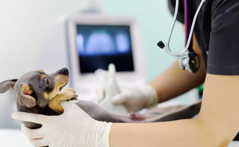 Veterinarian examining small dog with stethoscope during ultrasound scan at animal hospital exam table
