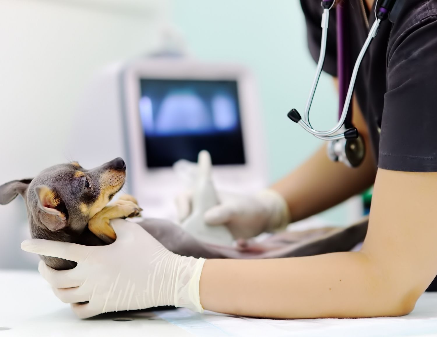 Veterinarian examining small dog with stethoscope during ultrasound scan at animal hospital exam table
