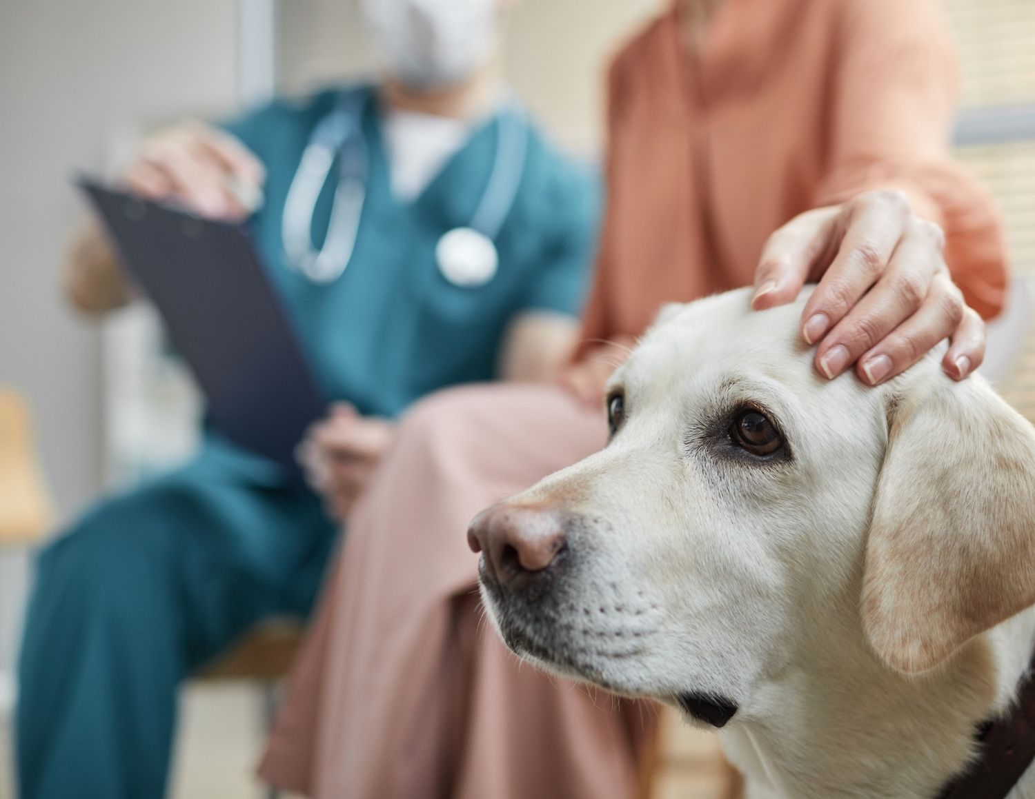 Veterinarian in teal scrubs examines senior white dog while owner pets it during compassionate exam at animal hospital