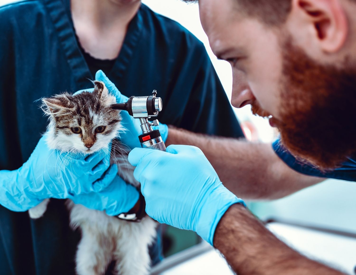 Veterinarian examining tabby kitten's ear with otoscope during wellness checkup