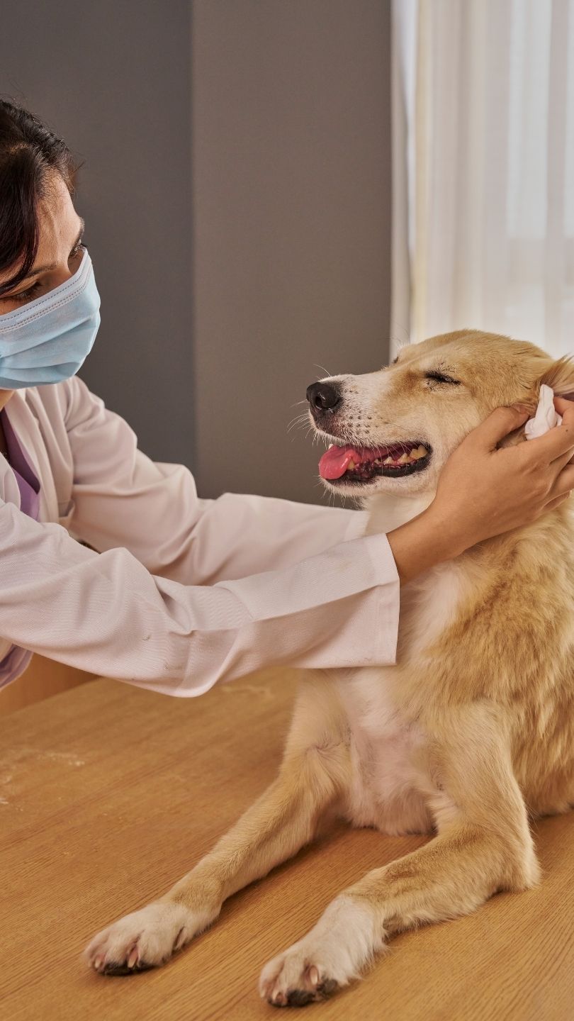 Woman wearing a face mask gently examining a yellow Labrador Retriever at a veterinary clinic, demonstrating compassionate pet care