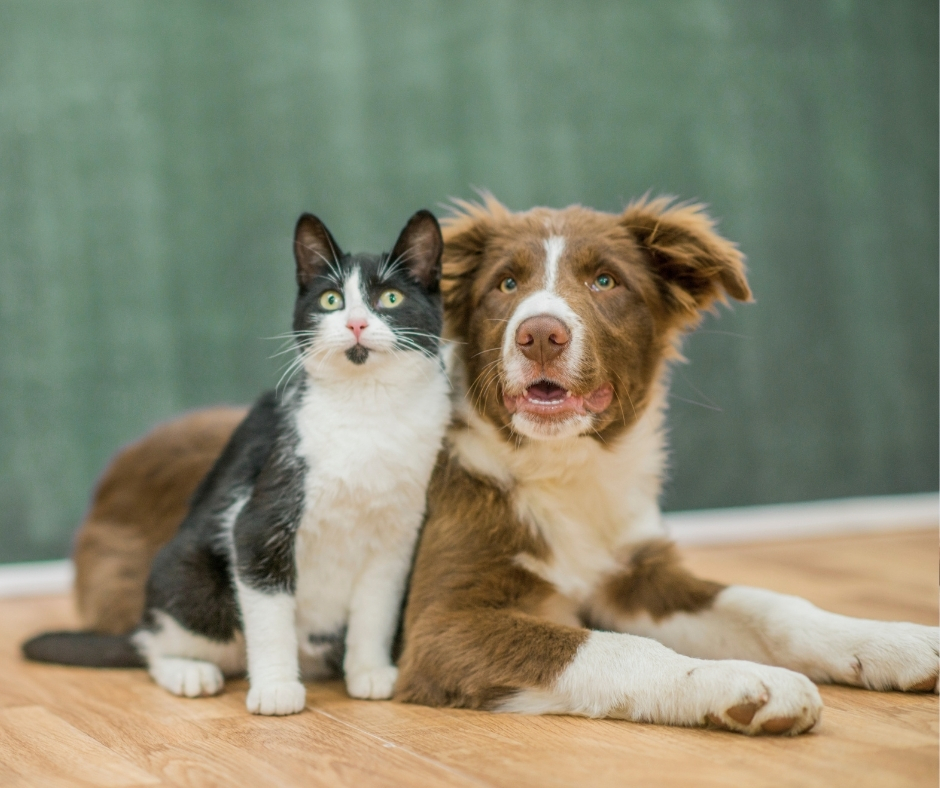 Black and white cat and brown and white dog sitting together on wooden floor against green background, showing friendly pet companionship
