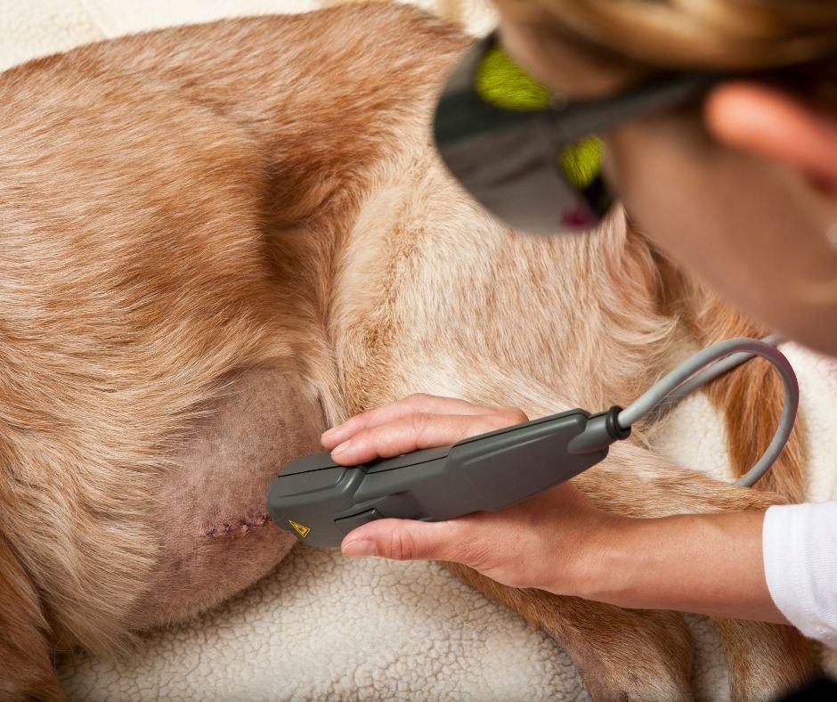 Veterinarian using handheld laser therapy device on brown dog's shoulder during comprehensive wellness examination at animal hospital