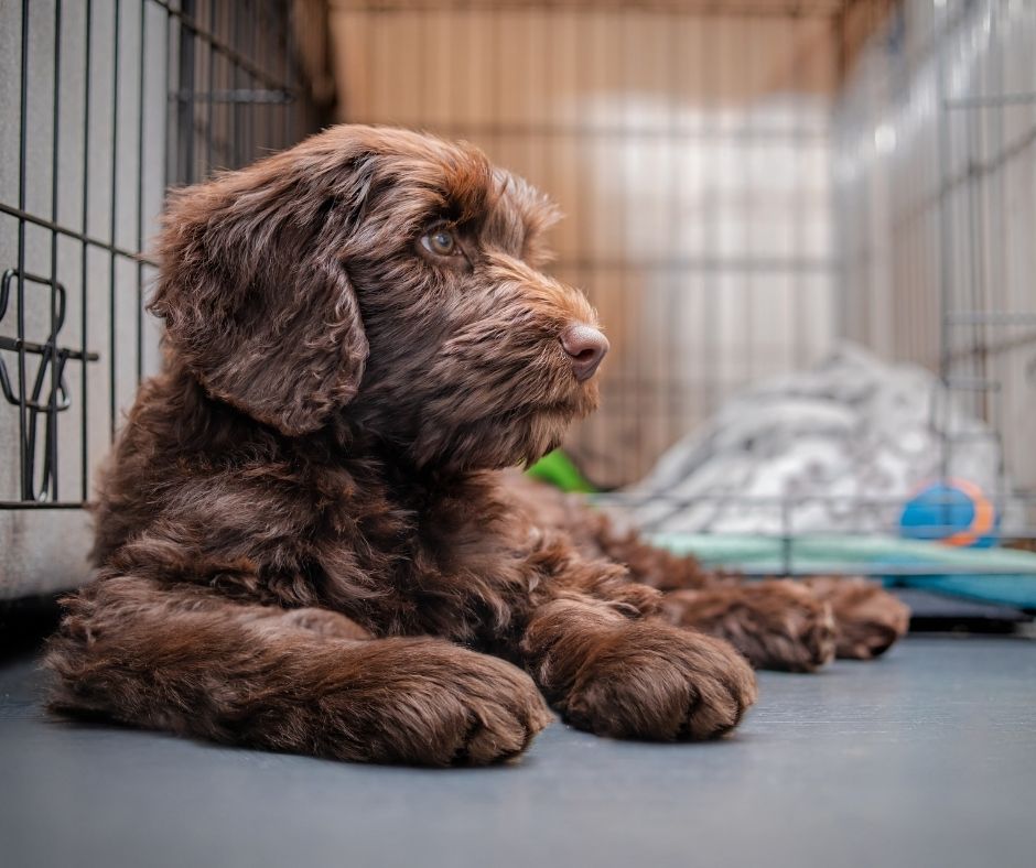 Brown curly-haired dog resting in an indoor pen at a compassionate veterinary facility in Centerville Ohio