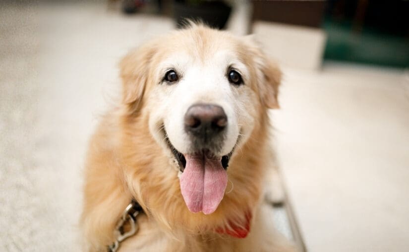 Senior Golden Retriever with white facial markings lying on carpet, tongue out, wearing a collar in Centerville Ohio veterinary setting
