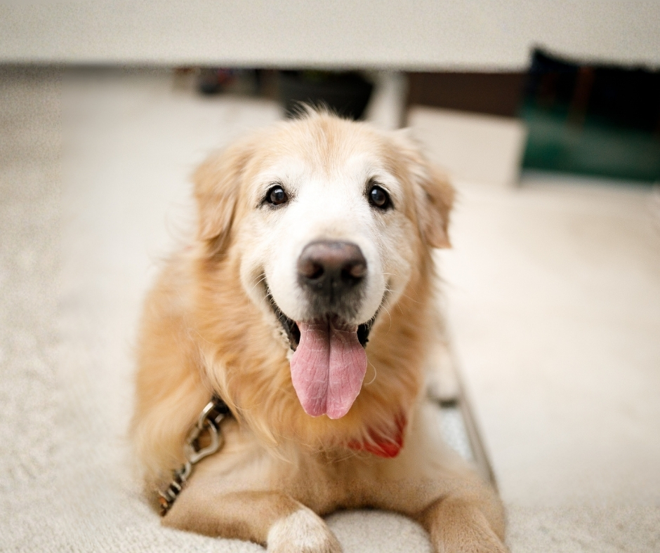 Senior Golden Retriever with white facial markings lying on carpet, tongue out, wearing a collar in Centerville Ohio veterinary setting