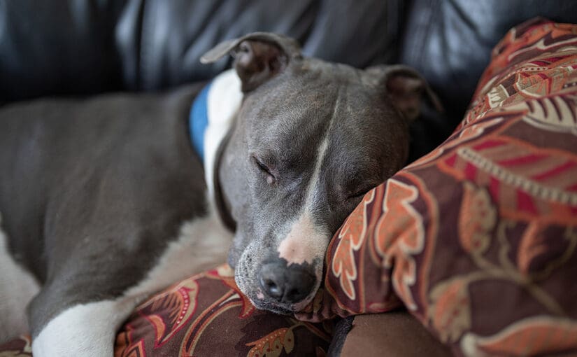 Gray and white pit bull resting its head on a decorative pillow on a couch, exemplifying the comfort and trust provided by compassionate senior pet care at a relationship-based veterinary practice in Centerville, Ohio