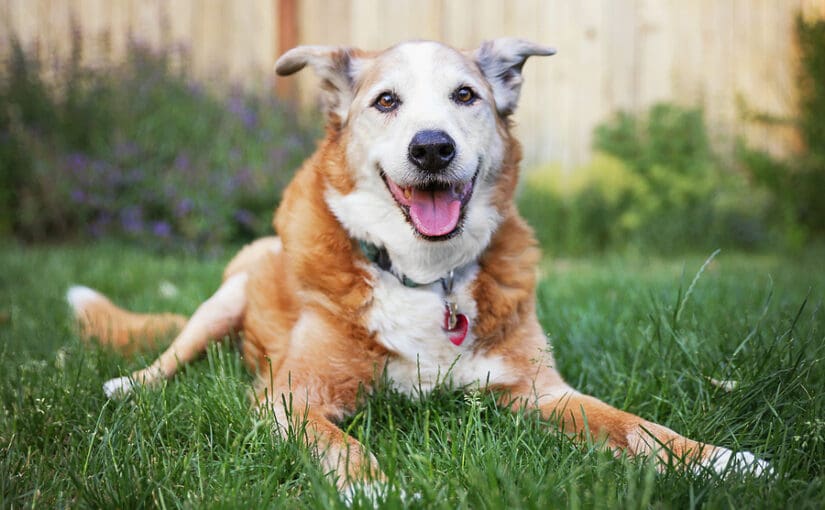 Happy senior dog with brown and white coat lying in grass, smiling at camera with tongue out in backyard setting