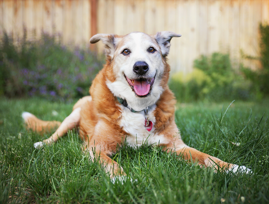 Happy senior dog with brown and white coat lying in grass, smiling at camera with tongue out in backyard setting