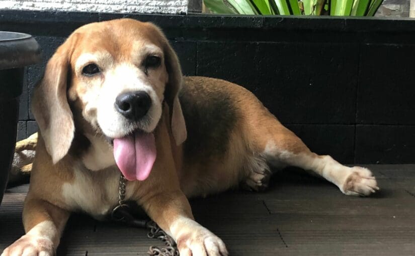Happy senior Beagle with tongue out relaxing on a porch in Centerville Ohio, representing compassionate senior pet care at an independent veterinary practice