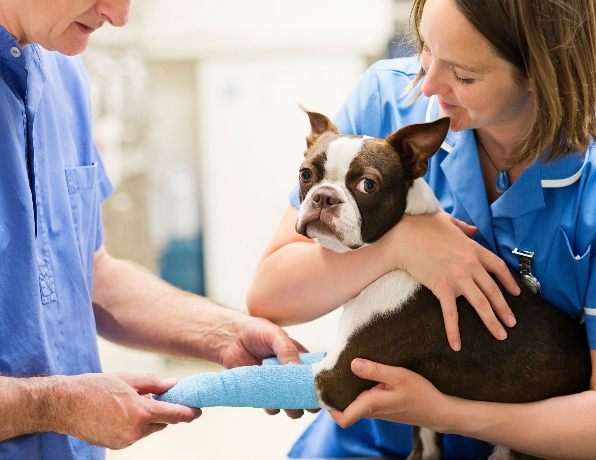 Two veterinarians in blue scrubs examining a Boston Terrier with a cast on its leg during a compassionate pet care consultation