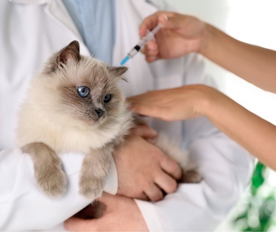 Veterinarian administering vaccine to blue-eyed Siamese kitten during wellness exam at animal hospital