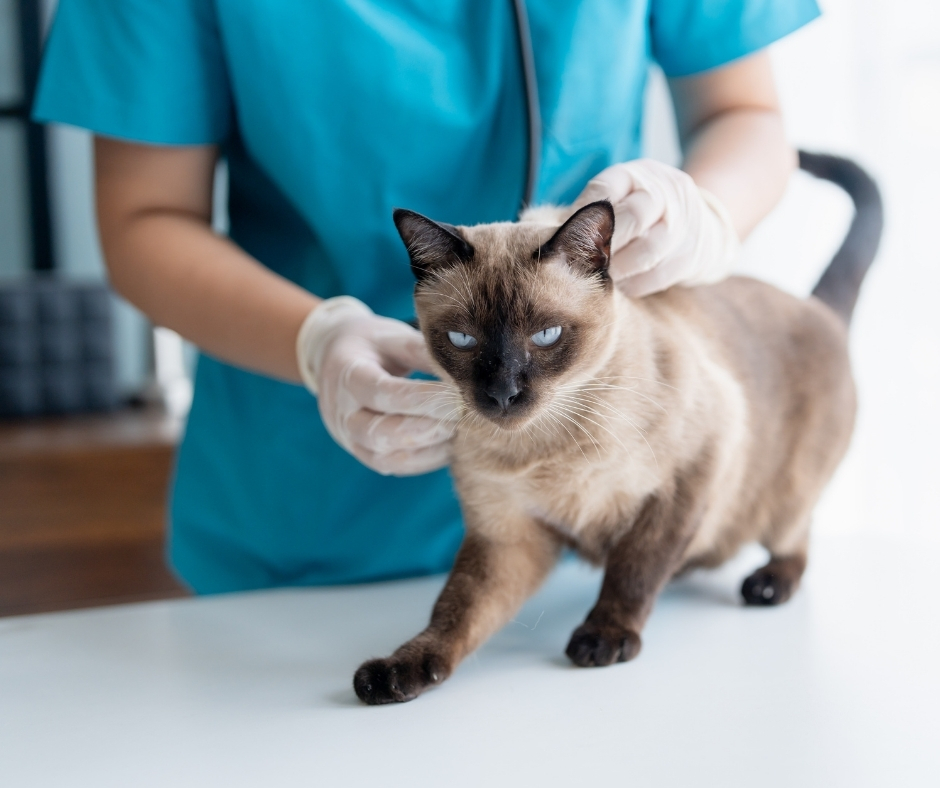 Veterinarian in blue scrubs wearing white gloves examines a Siamese cat with blue eyes on examination table