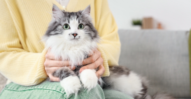 Person in yellow sweater holding fluffy gray and white cat with green eyes on lap indoors