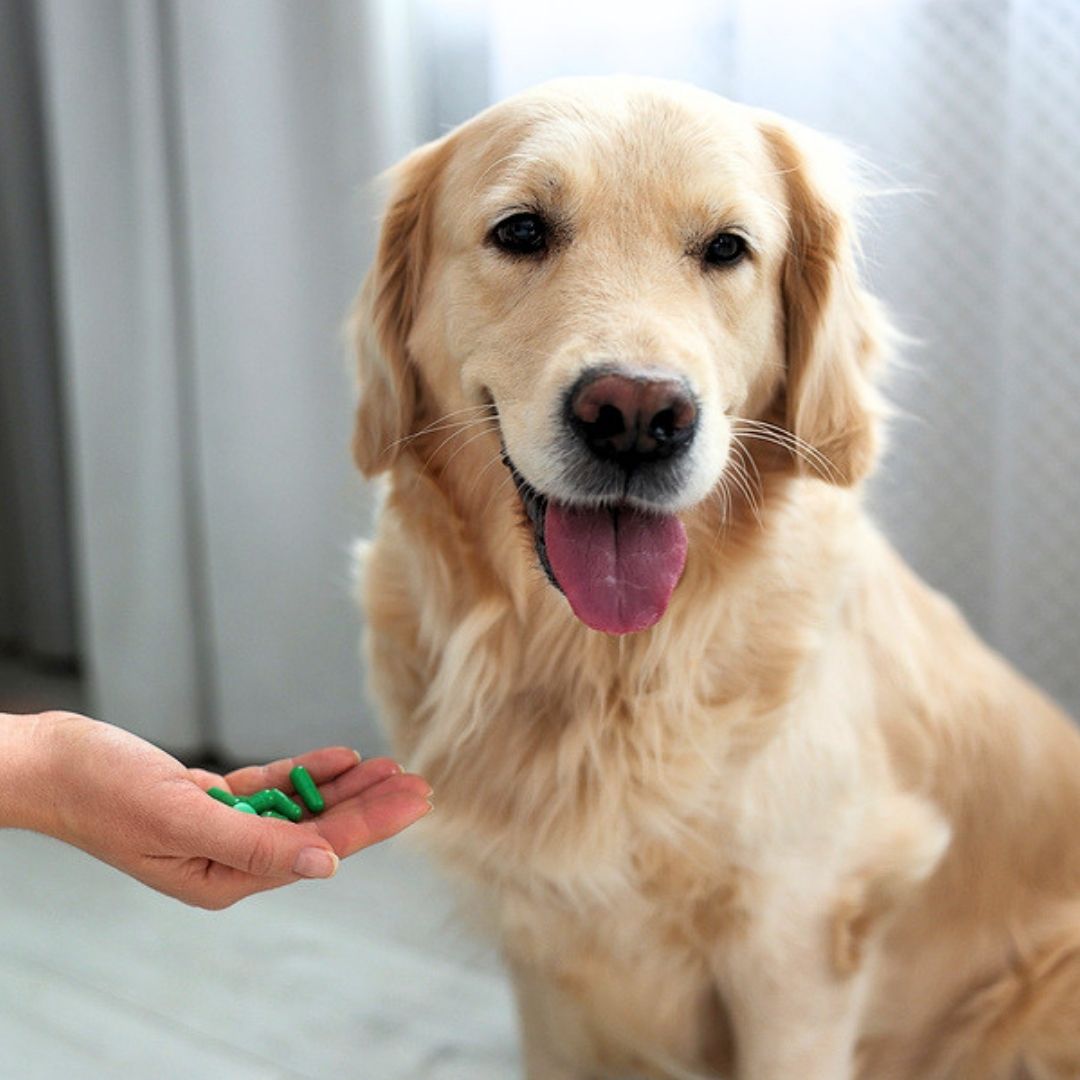 Golden Labrador Retriever taking green medication pills from a person's hand, displaying friendly demeanor with tongue out at Evergreen Veterinary Hospital in Centerville Ohio