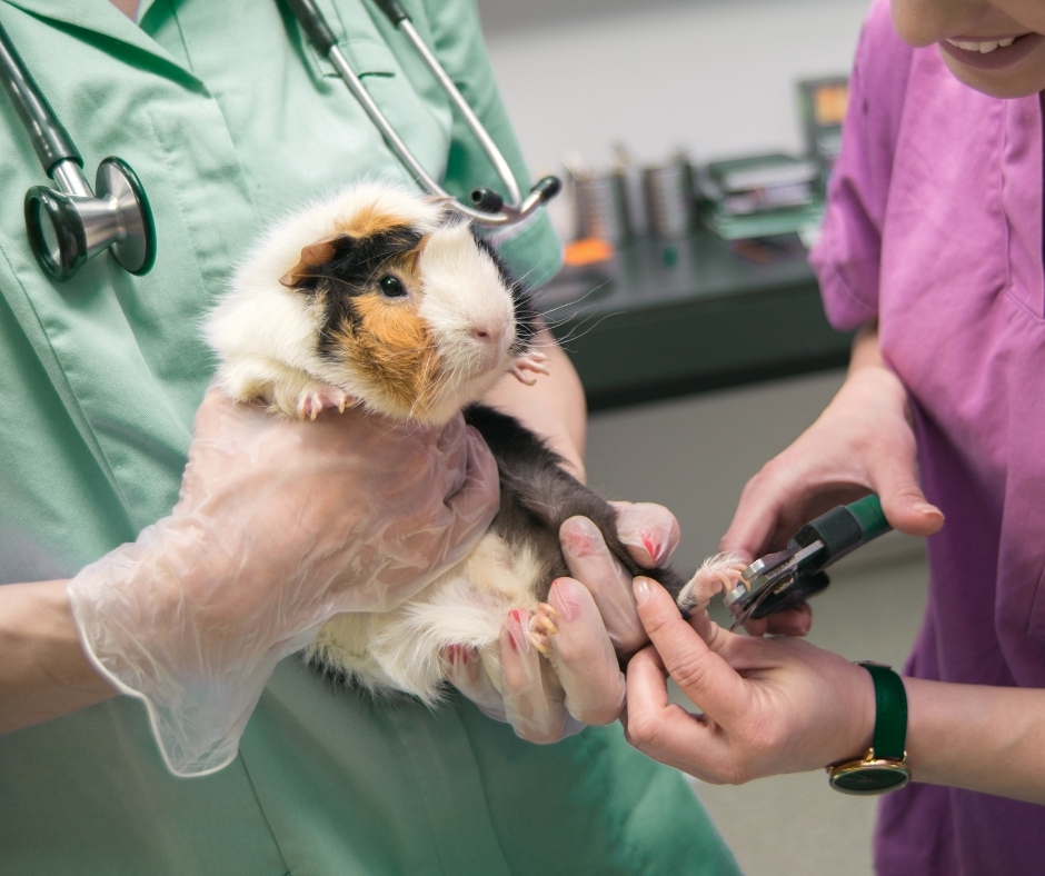 Veterinarian in green scrubs examining a tri-color guinea pig's nails with a nail trimmer during a wellness check at an independent animal hospital