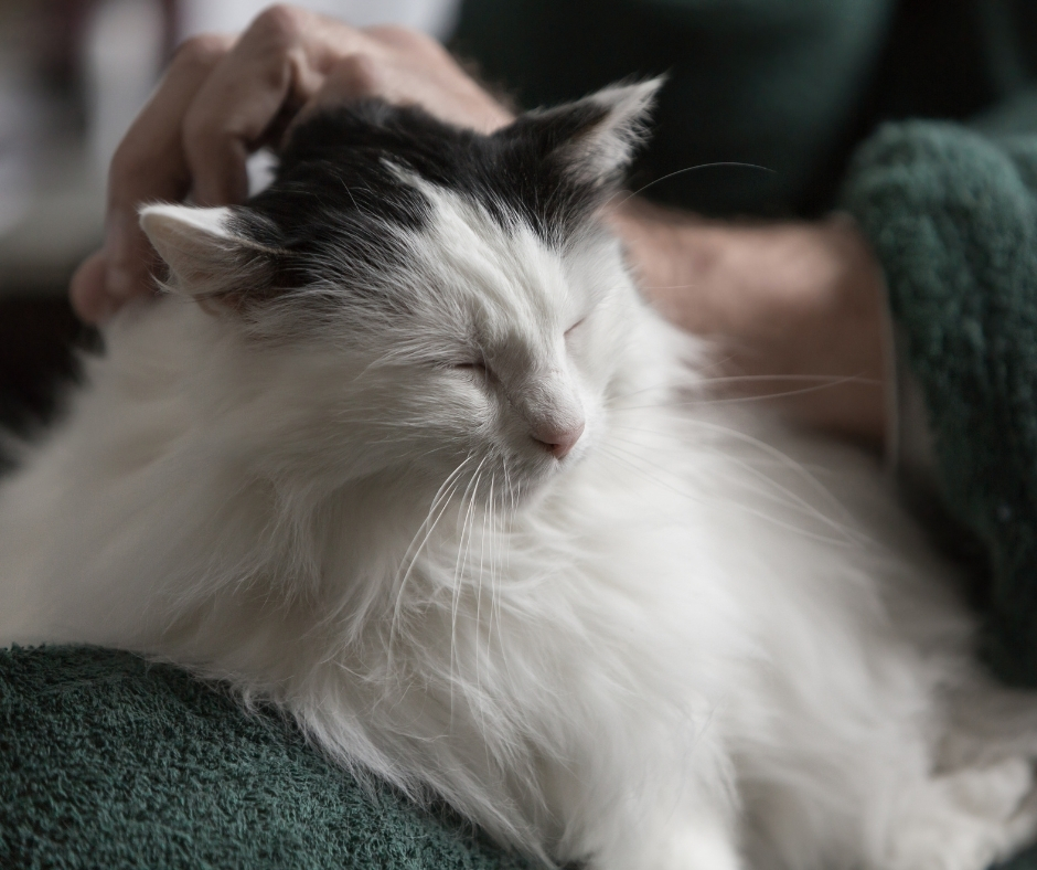 Black and white long-haired cat being gently petted by a person in a green sweater, eyes closed in contentment