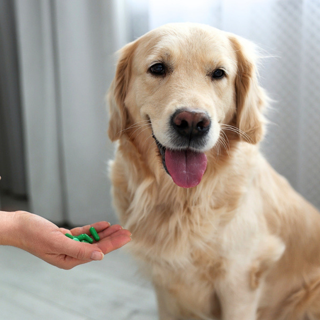 Friendly yellow Labrador with tongue out receiving green medication tablets from a person's hand, representing compassionate pet care and wellness treatment