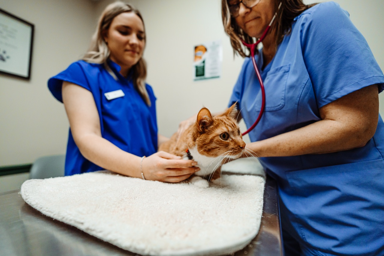 Two veterinarians in blue scrubs examine an orange and white cat on an examination table at a Centerville Ohio veterinary clinic, demonstrating compassionate relationship-based pet care