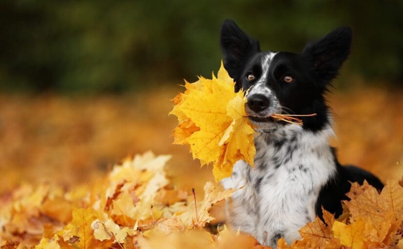 Black and white dog holding a bright yellow autumn leaf in mouth, surrounded by fall leaves on the ground