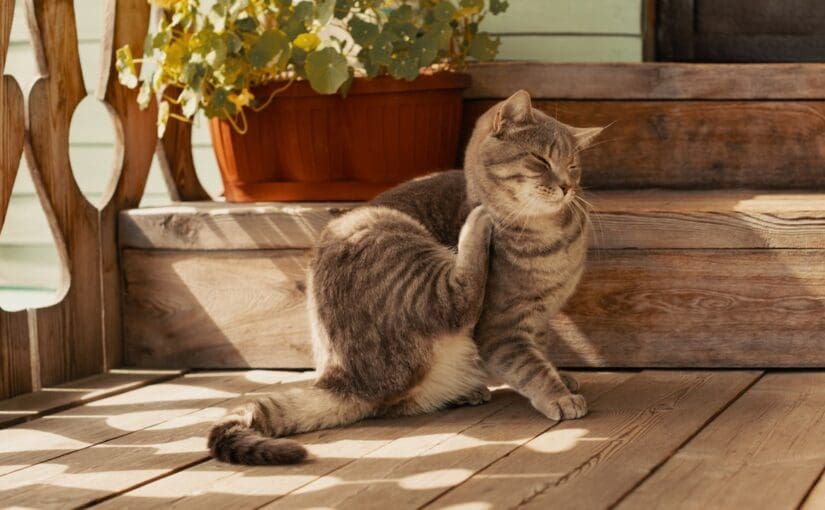Tabby cat scratching on wooden deck with potted plants and wooden furniture in background, illustrating common feline itching behavior