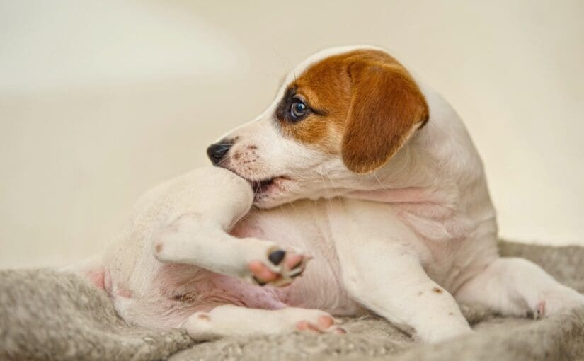 Brown and white puppy lying on gray blanket, scratching with hind leg while looking upward